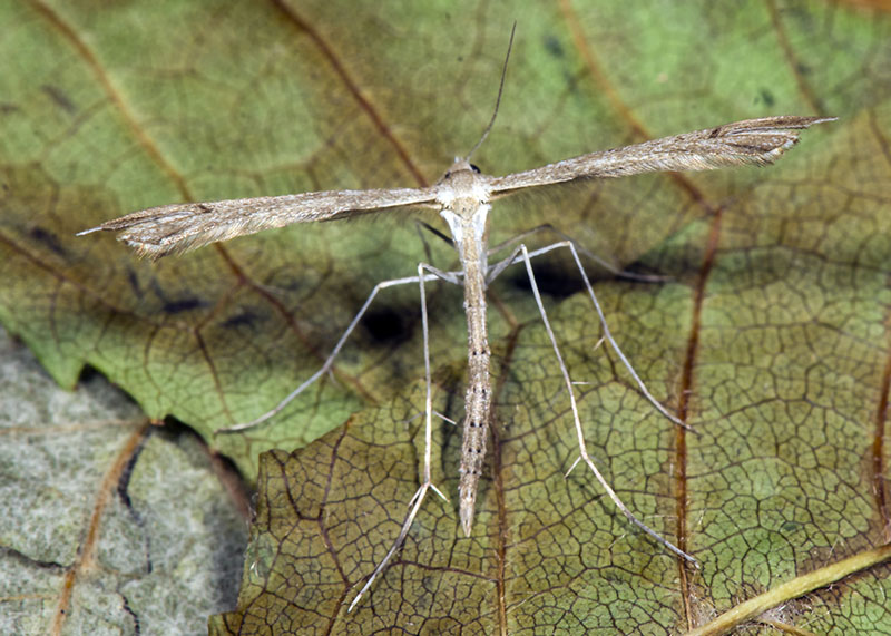 Pterophoridae da ID